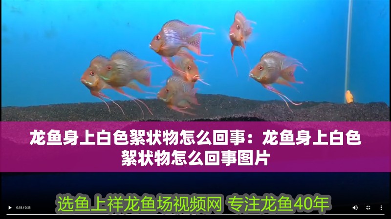 龍魚身上白色絮狀物怎么回事：龍魚身上白色絮狀物怎么回事圖片 龍魚身上白色絮狀物怎么回事：龍魚身上白色絮狀物怎么回事圖片 水族問答