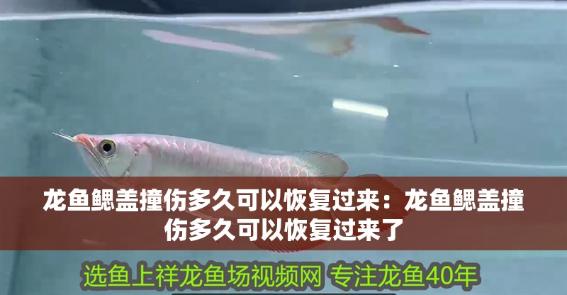 龍魚鰓蓋撞傷多久可以恢復過來：龍魚鰓蓋撞傷多久可以恢復過來了