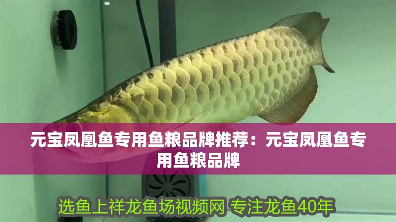 元寶鳳凰魚專用魚糧品牌推薦：元寶鳳凰魚專用魚糧品牌