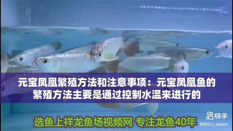 元寶鳳凰繁殖方法和注意事項：元寶鳳凰魚的繁殖方法主要是通過控制水溫來進行的