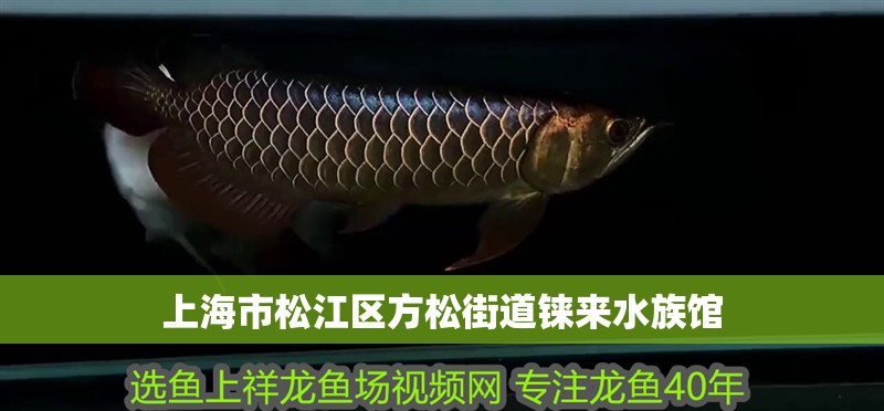 上海市松江區方松街道錸來水族館