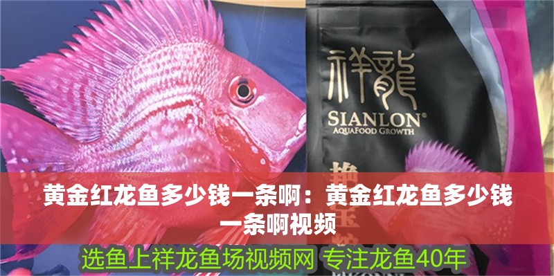 黃金紅龍魚多少錢一條?。狐S金紅龍魚多少錢一條啊視頻