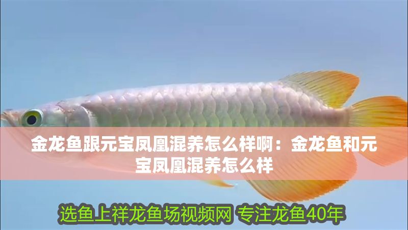 金龍魚跟元寶鳳凰混養(yǎng)怎么樣啊：金龍魚和元寶鳳凰混養(yǎng)怎么樣