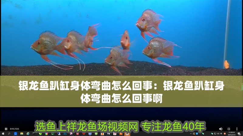銀龍魚趴缸身體彎曲怎么回事：銀龍魚趴缸身體彎曲怎么回事啊