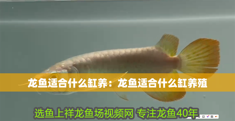 龍魚適合什么缸養(yǎng)：龍魚適合什么缸養(yǎng)殖