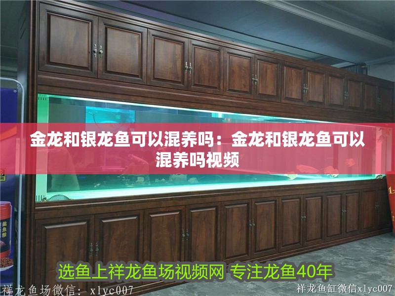 金龍和銀龍魚可以混養(yǎng)嗎：金龍和銀龍魚可以混養(yǎng)嗎視頻