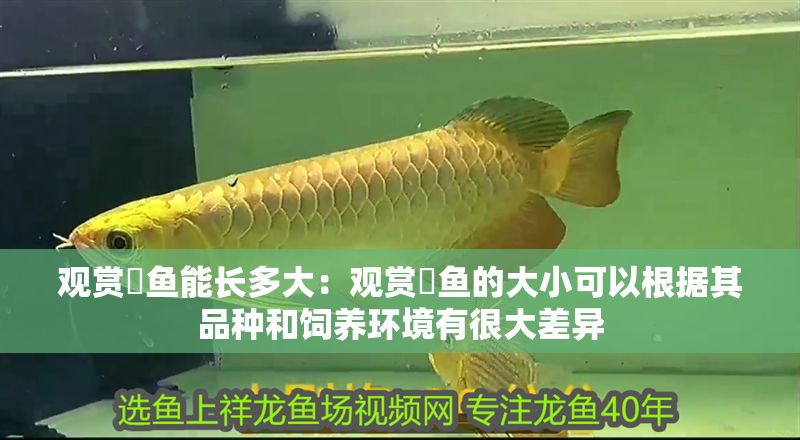 觀賞魟魚能長多大：觀賞魟魚的大小可以根據其品種和飼養環境有很大差異 觀賞魟魚能長多大：觀賞魟魚的大小可以根據其品種和飼養環境有很大差異 魟魚百科 第2張