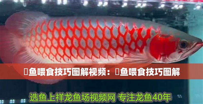 魟魚喂食技巧圖解視頻：魟魚喂食技巧圖解 魟魚喂食技巧圖解視頻：魟魚喂食技巧圖解 魟魚百科 第2張