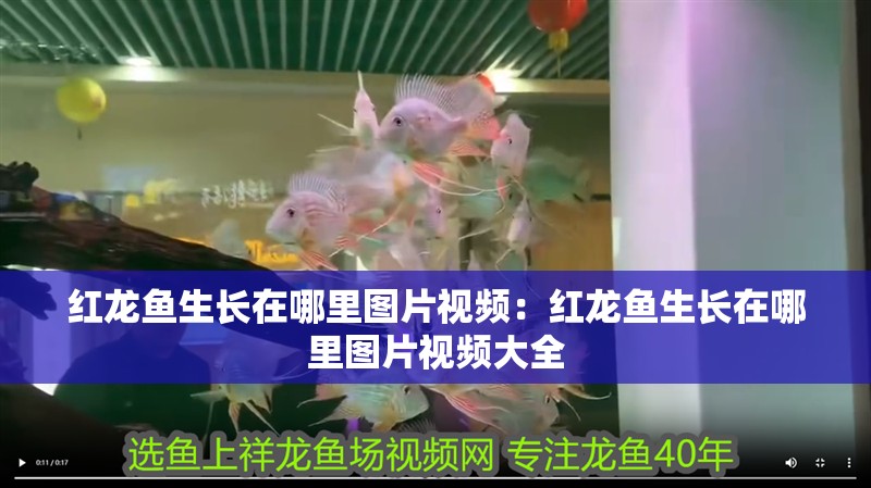 紅龍魚生長(zhǎng)在哪里圖片視頻：紅龍魚生長(zhǎng)在哪里圖片視頻大全