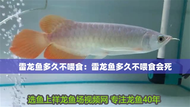雷龍魚多久不喂食：雷龍魚多久不喂食會死