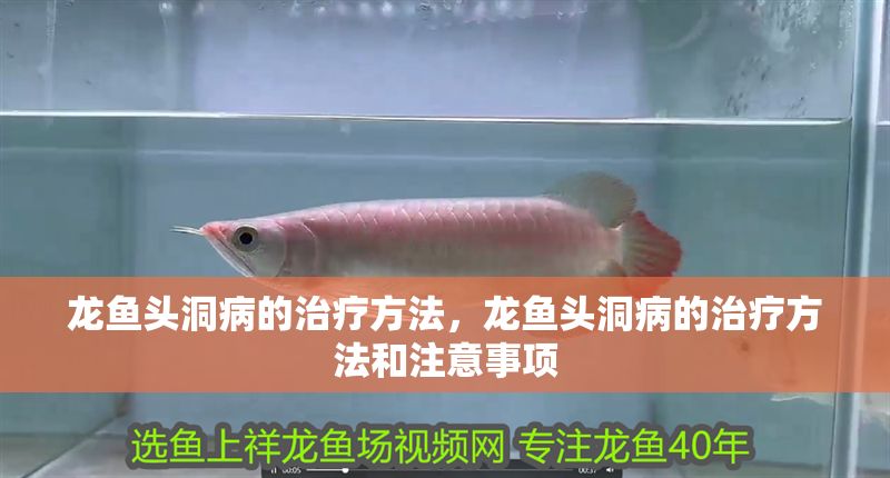 龍魚頭洞病的治療方法，龍魚頭洞病的治療方法和注意事項
