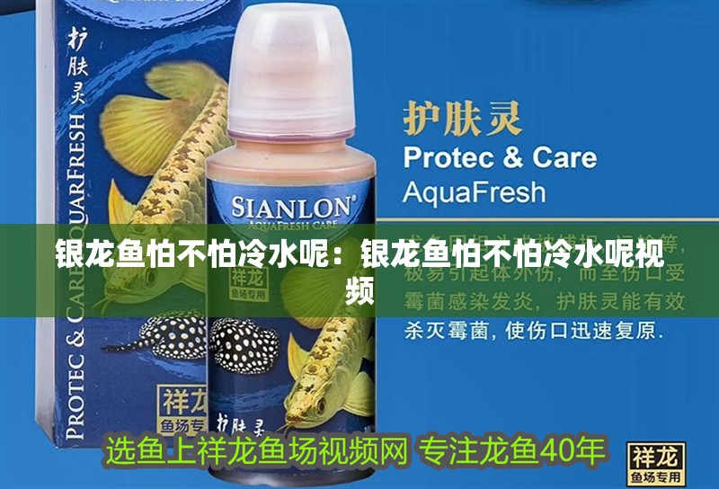 銀龍魚怕不怕冷水呢：銀龍魚怕不怕冷水呢視頻