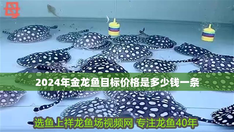 2024年金龍魚目標(biāo)價(jià)格是多少錢一條