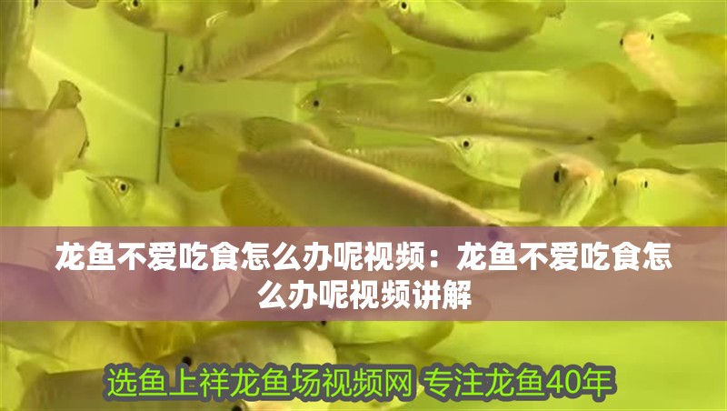 龍魚不愛吃食怎么辦呢視頻：龍魚不愛吃食怎么辦呢視頻講解