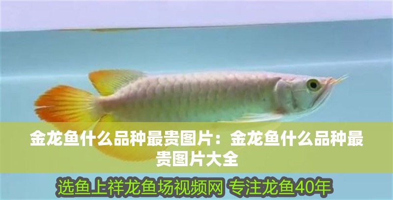 金龍魚什么品種最貴圖片：金龍魚什么品種最貴圖片大全