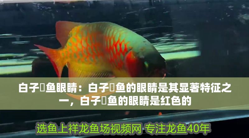 白子魟魚眼睛：白子魟魚的眼睛是其顯著特征之一，白子魟魚的眼睛是紅色的
