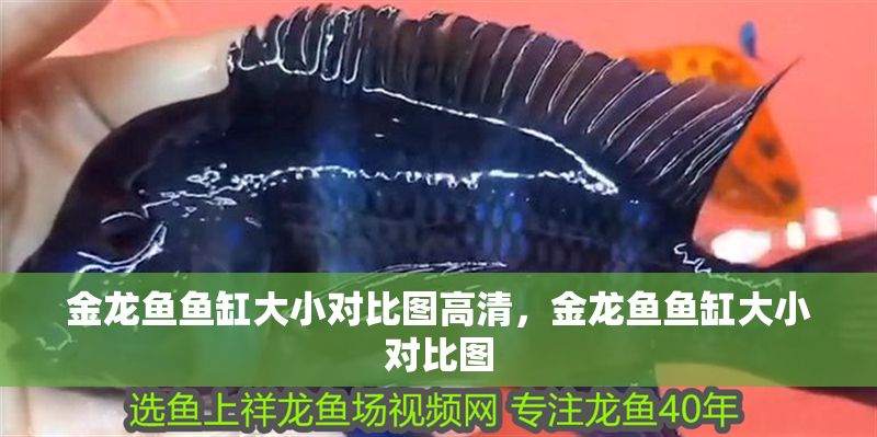 金龍魚(yú)魚(yú)缸大小對(duì)比圖高清，金龍魚(yú)魚(yú)缸大小對(duì)比圖