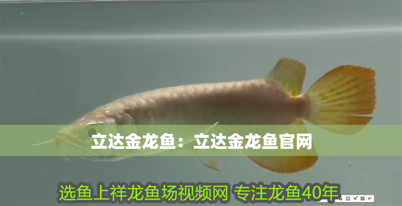 立達金龍魚：立達金龍魚官網(wǎng)