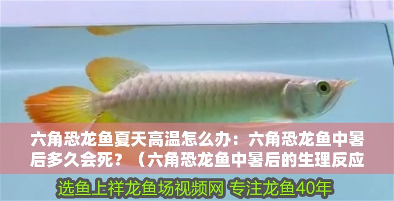 六角恐龍魚夏天高溫怎么辦：六角恐龍魚中暑后多久會死？（六角恐龍魚中暑后的生理反應、可能的死亡時間）