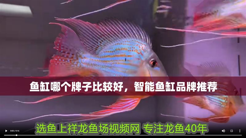 魚缸哪個(gè)牌子比較好，智能魚缸品牌推薦