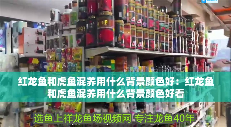 紅龍魚和虎魚混養用什么背景顏色好：紅龍魚和虎魚混養用什么背景顏色好看