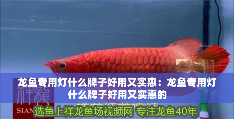 龍魚專用燈什么牌子好用又實惠：龍魚專用燈什么牌子好用又實惠的