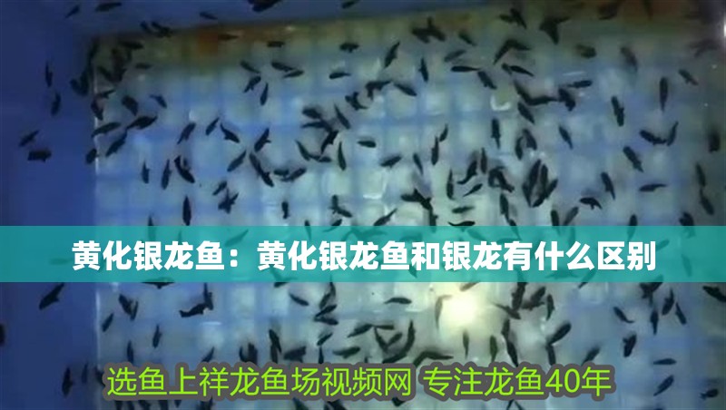 黃化銀龍魚：黃化銀龍魚和銀龍有什么區別
