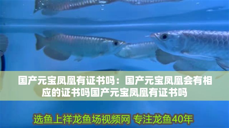 國產(chǎn)元寶鳳凰有證書嗎：國產(chǎn)元寶鳳凰會(huì)有相應(yīng)的證書嗎國產(chǎn)元寶鳳凰有證書嗎