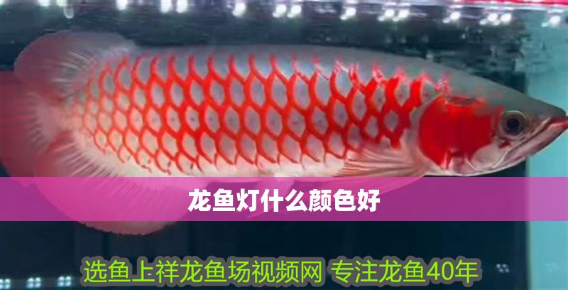 龍魚燈什么顏色好