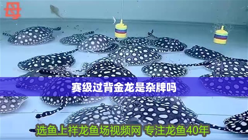 賽級過背金龍是雜牌嗎