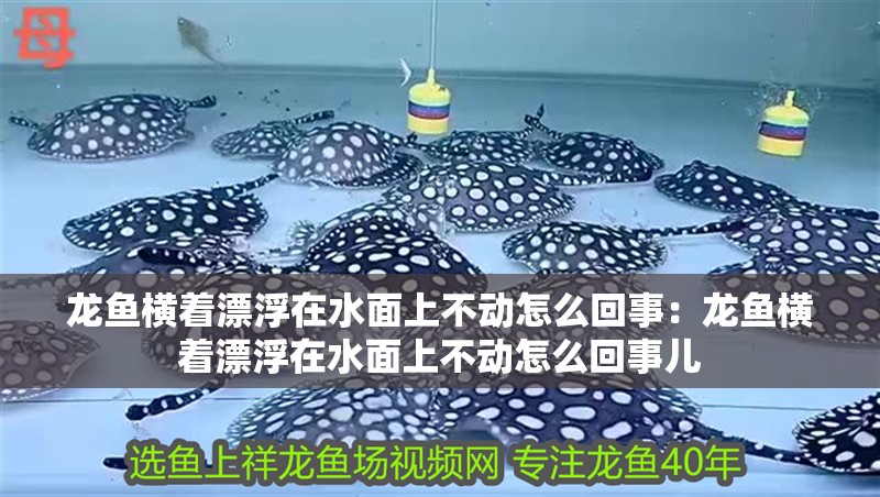 龍魚橫著漂浮在水面上不動怎么回事：龍魚橫著漂浮在水面上不動怎么回事兒