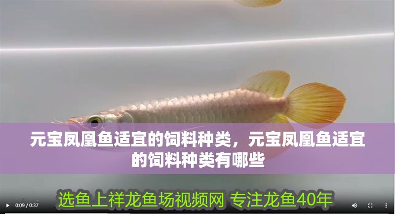 元寶鳳凰魚適宜的飼料種類，元寶鳳凰魚適宜的飼料種類有哪些