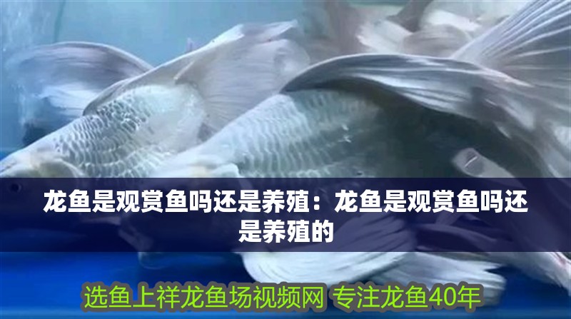 龍魚是觀賞魚嗎還是養(yǎng)殖：龍魚是觀賞魚嗎還是養(yǎng)殖的