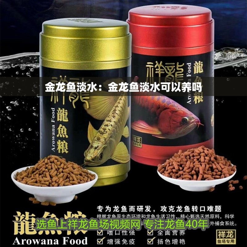 金龍魚淡水：金龍魚淡水可以養嗎