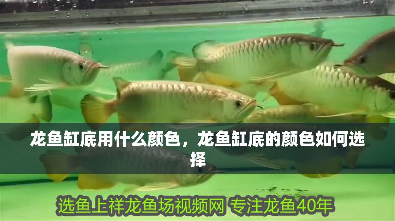 龍魚缸底用什么顏色，龍魚缸底的顏色如何選擇 龍魚缸底用什么顏色，龍魚缸底的顏色如何選擇 魚缸百科 第2張