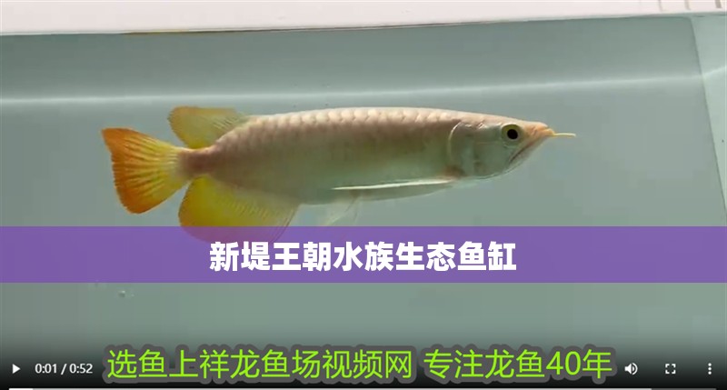 新堤王朝水族生態(tài)魚缸
