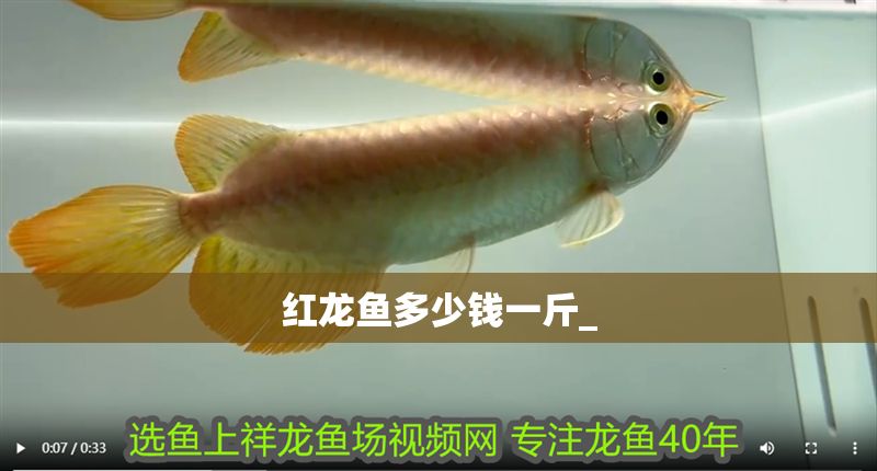 紅龍魚多少錢一斤_