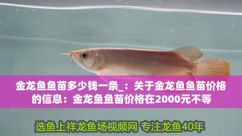 金龍魚魚苗多少錢一條_：關于金龍魚魚苗價格的信息：金龍魚魚苗價格在2000元不等