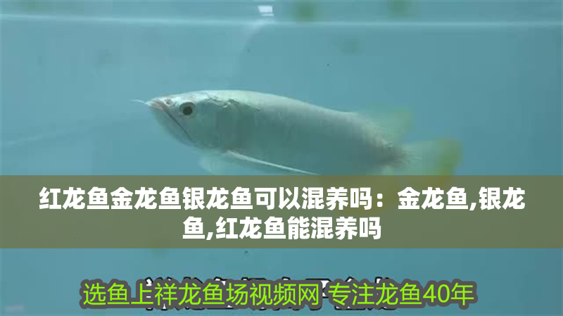 紅龍魚金龍魚銀龍魚可以混養嗎：金龍魚,銀龍魚,紅龍魚能混養嗎