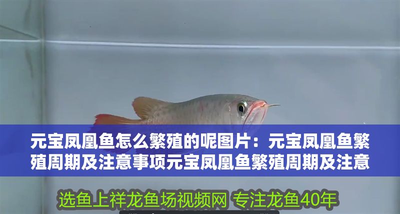 元寶鳳凰魚怎么繁殖的呢圖片：元寶鳳凰魚繁殖周期及注意事項元寶鳳凰魚繁殖周期及注意事項