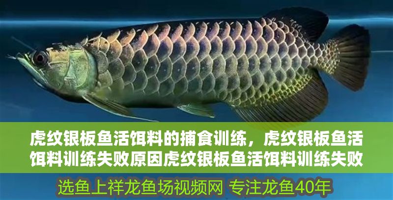 虎紋銀板魚活餌料的捕食訓練，虎紋銀板魚活餌料訓練失敗原因虎紋銀板魚活餌料訓練失敗原因