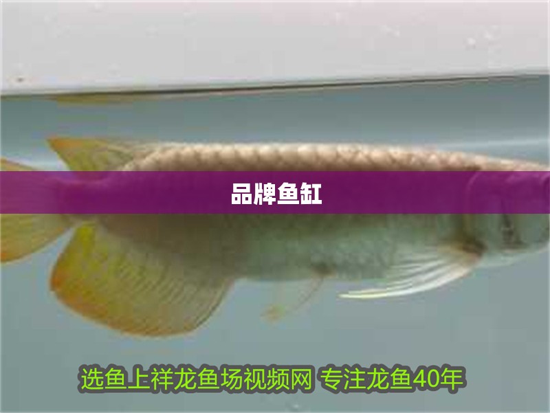 品牌魚缸