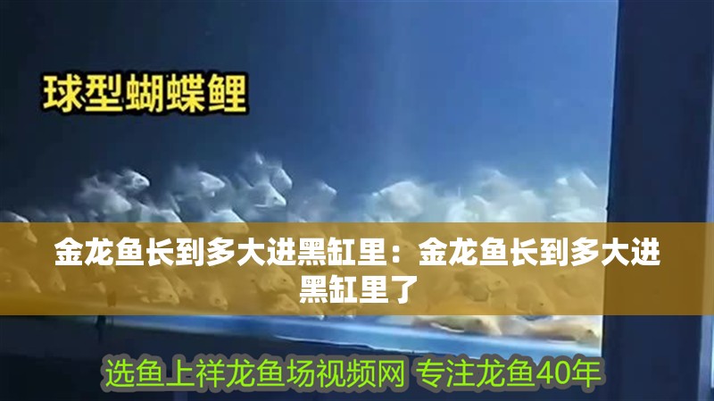 金龍魚長到多大進黑缸里：金龍魚長到多大進黑缸里了