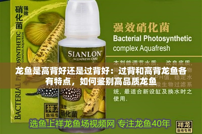 龍魚是高背好還是過背好：過背和高背龍魚各有特點，如何鑒別高品質龍魚