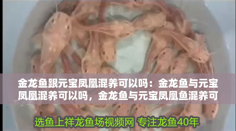 金龍魚(yú)跟元寶鳳凰混養(yǎng)可以嗎：金龍魚(yú)與元寶鳳凰混養(yǎng)可以嗎，金龍魚(yú)與元寶鳳凰魚(yú)混養(yǎng)可以嗎 金龍魚(yú)跟元寶鳳凰混養(yǎng)可以嗎：金龍魚(yú)與元寶鳳凰混養(yǎng)可以嗎，金龍魚(yú)與元寶鳳凰魚(yú)混養(yǎng)可以嗎 元寶鳳凰魚(yú)百科 第2張