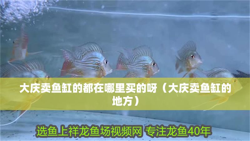 大慶賣魚缸的都在哪里買的呀（大慶賣魚缸的地方）