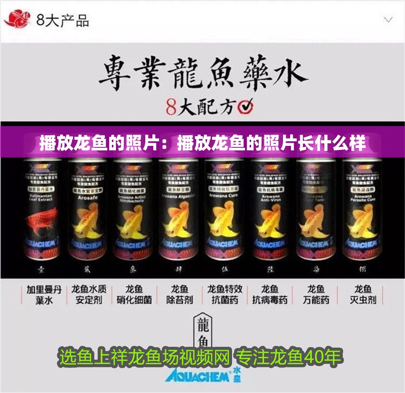 播放龍魚的照片：播放龍魚的照片長什么樣