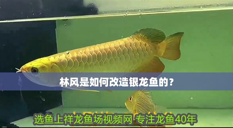 林風是如何改造銀龍魚的？
