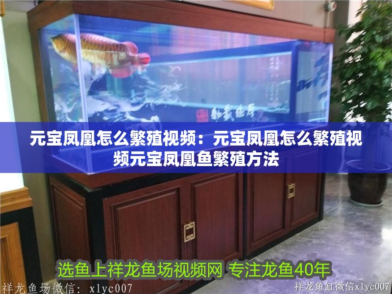元寶鳳凰怎么繁殖視頻：元寶鳳凰怎么繁殖視頻元寶鳳凰魚繁殖方法