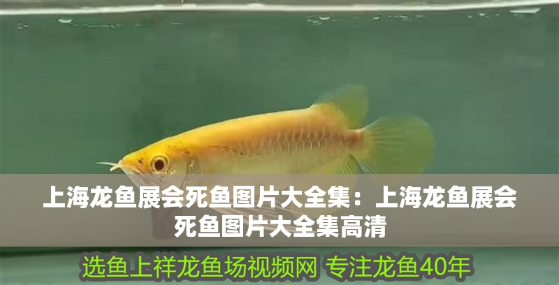 上海龍魚展會死魚圖片大全集:上海龍魚展會死魚圖片大全集高清 水族問答 上海龍魚展會死魚圖片大全集:上海龍魚展會死魚圖片大全集高清 上海龍魚展會死魚圖片大全集:上海龍魚展會死魚圖片大全集高清 水族問答